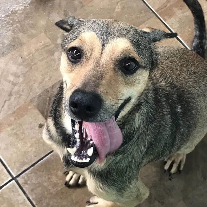 Cachorro ra a SRD-ViraLata idade 3 anos nome Timão 