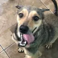 Timão