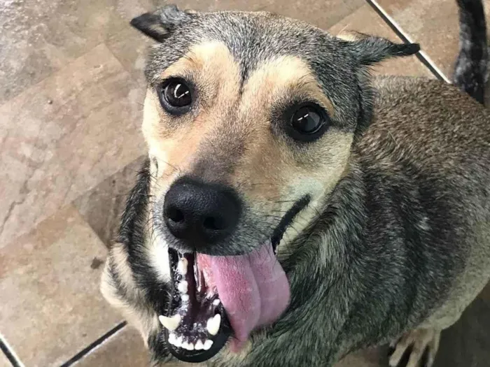 Cachorro ra a SRD-ViraLata idade 3 anos nome Timão 