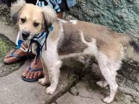 Cachorro ra a SRD-ViraLata idade 3 anos nome Chantilly 