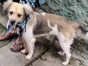 Cachorro raça SRD-ViraLata idade 3 anos nome Chantilly 