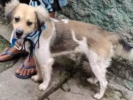 Cachorro ra a SRD-ViraLata idade 3 anos nome Chantilly 