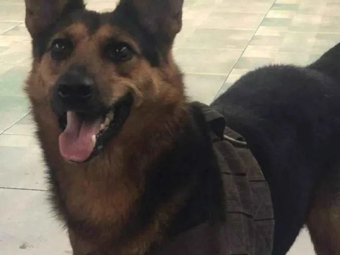 Cachorro ra a Pastor alemão  idade 1 ano nome Lobo