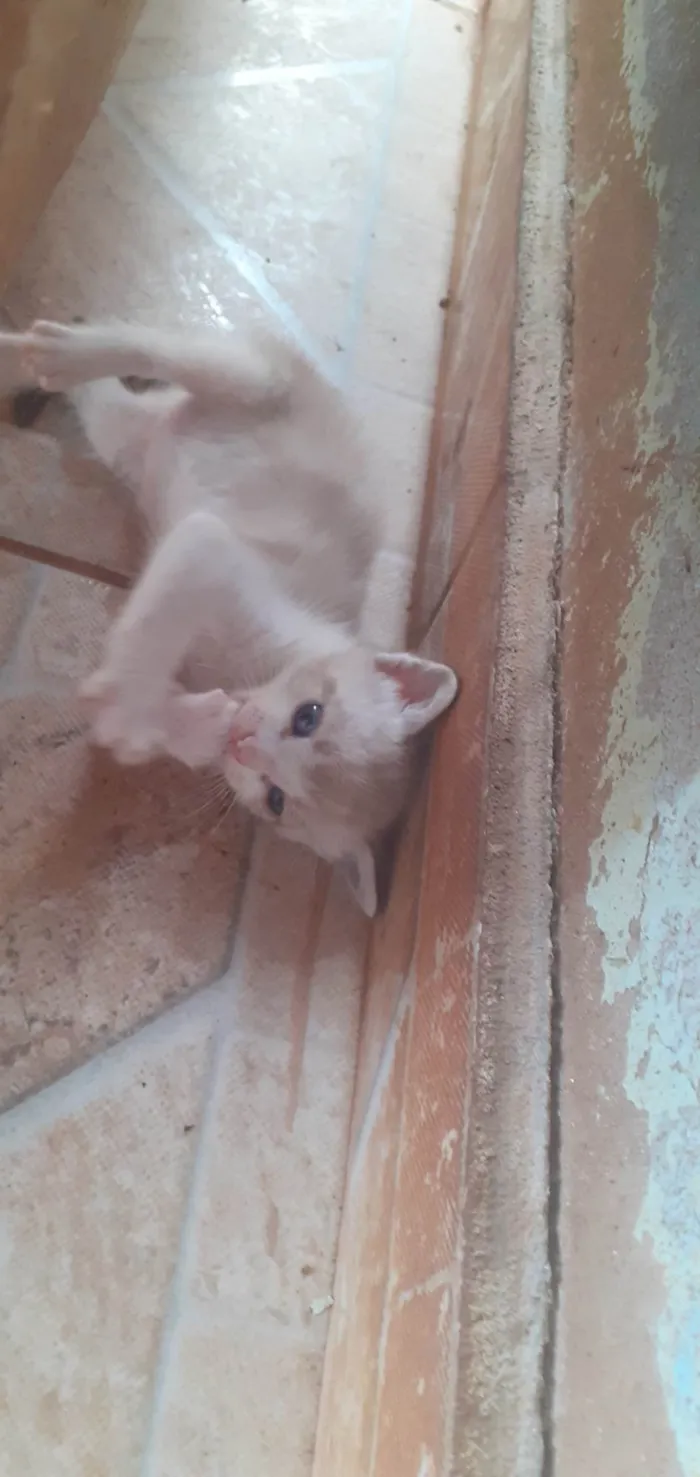 Gato ra a Siamês idade Abaixo de 2 meses nome Sem nome ainda