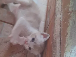 Gato raça Siamês idade Abaixo de 2 meses nome Sem nome ainda