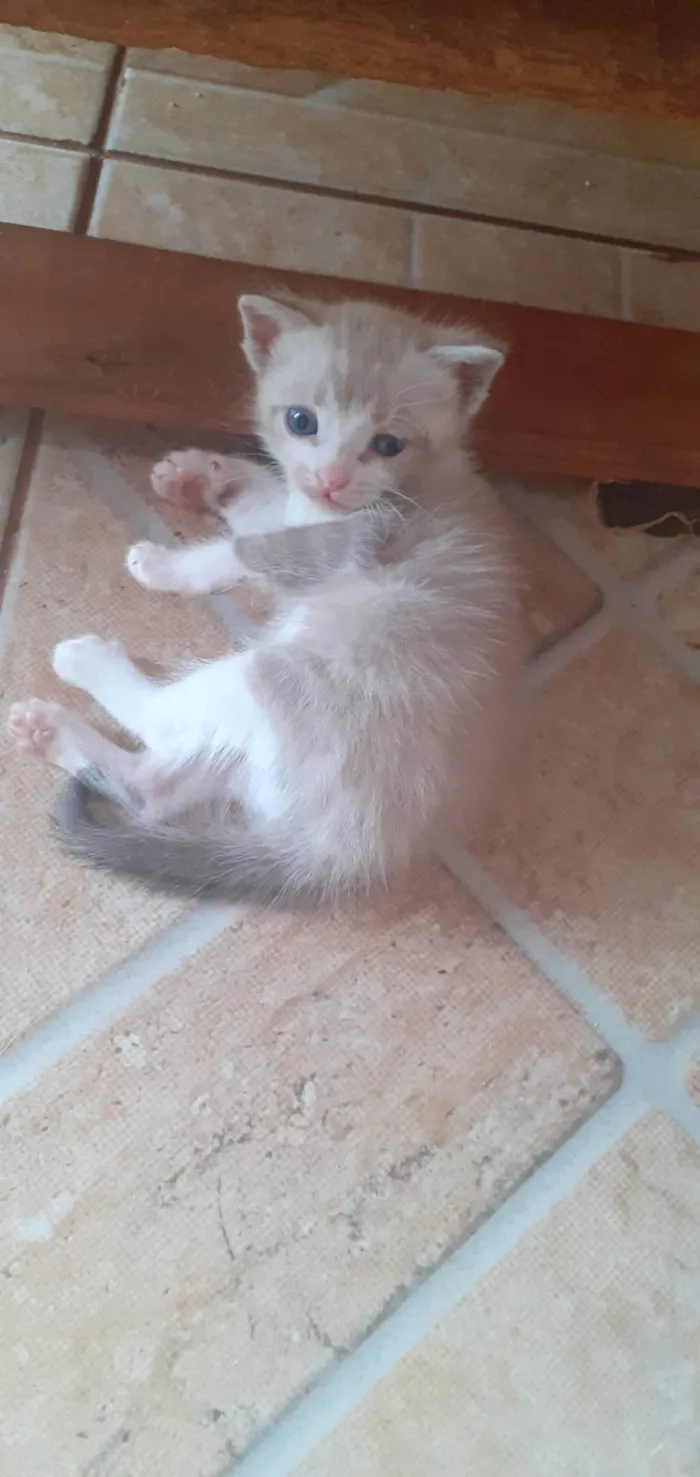 Gato ra a Siamês idade Abaixo de 2 meses nome Sem nome ainda