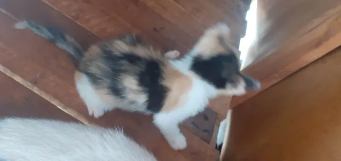 Gato ra a SRD-ViraLata idade Abaixo de 2 meses nome Sem nome ainda