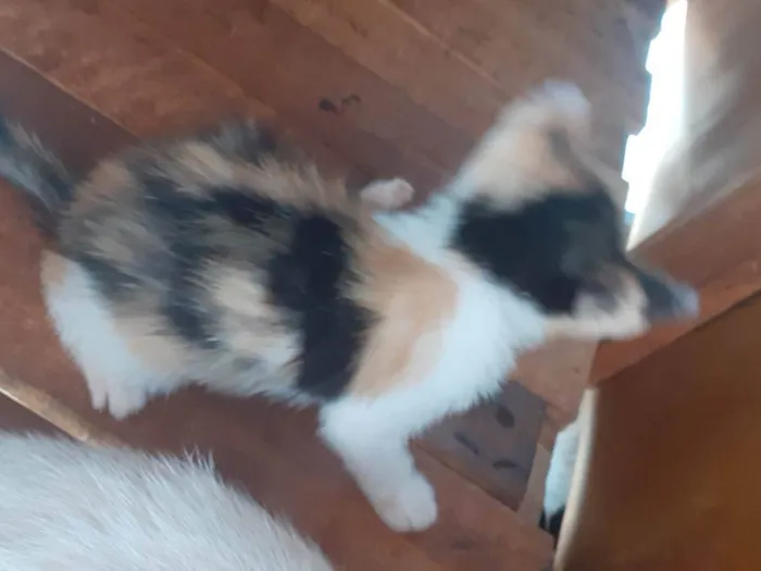 Gato ra a SRD-ViraLata idade Abaixo de 2 meses nome Sem nome ainda
