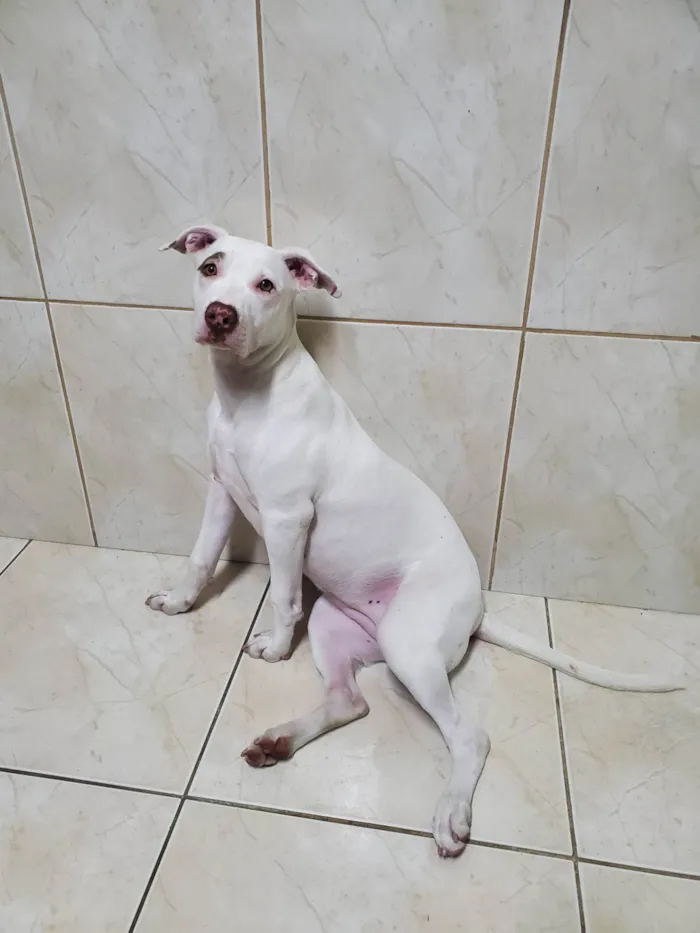 Cachorro ra a Pit-Bull idade 1 ano nome Fiona