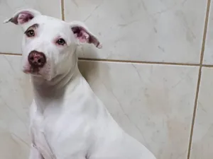 Cachorro raça Pit-Bull idade 1 ano nome Fiona