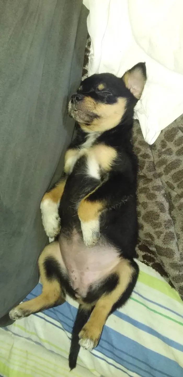 Cachorro ra a SRD-ViraLata idade 2 a 6 meses nome Hanna