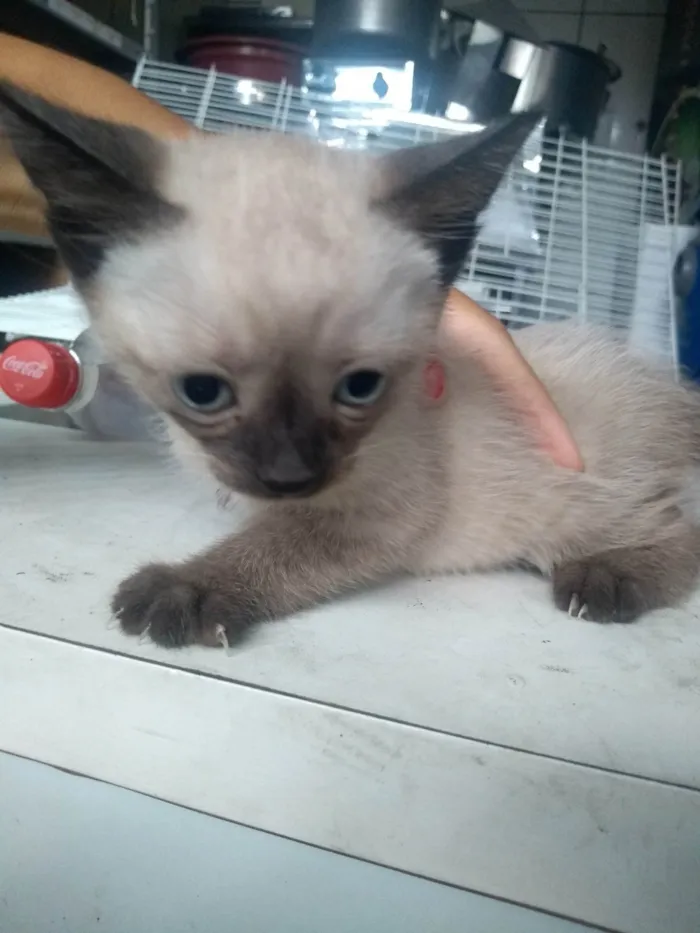 Gato ra a SRD-ViraLata idade 2 a 6 meses nome Mia