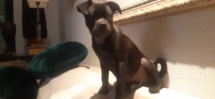 Cachorro ra a SRD-ViraLata idade 2 a 6 meses nome Sem nome