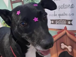 Cachorro raça SRD idade 2 anos nome Princesa black