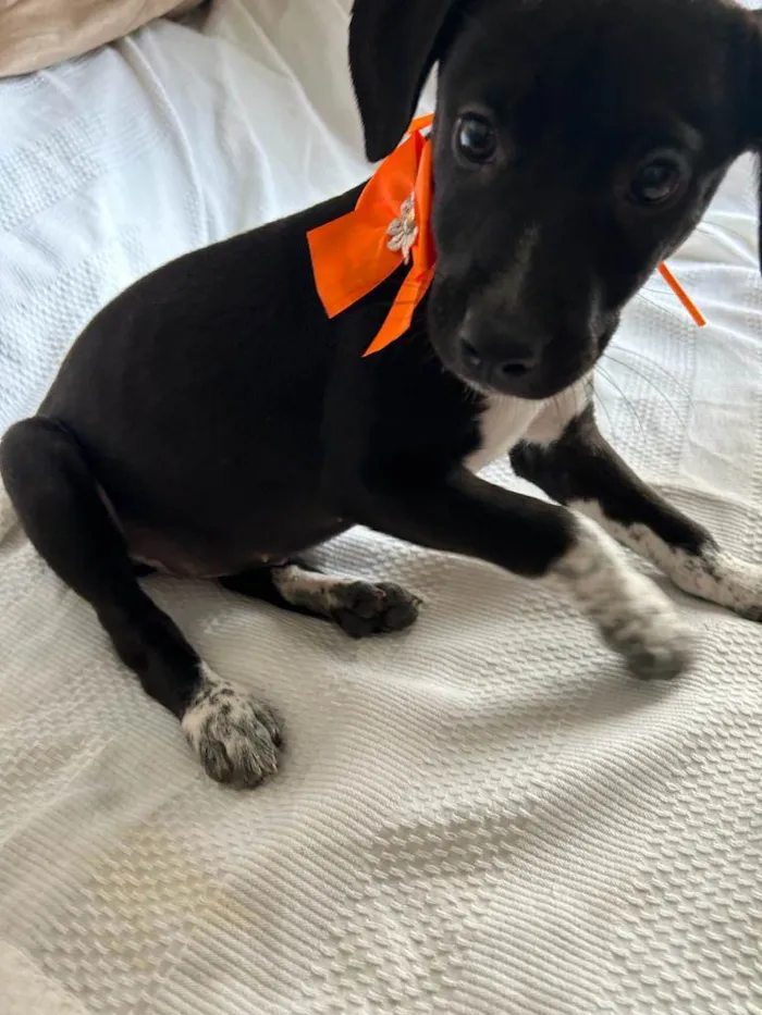 Cachorro ra a SRD idade 2 a 6 meses nome Filhotes com 2 meses