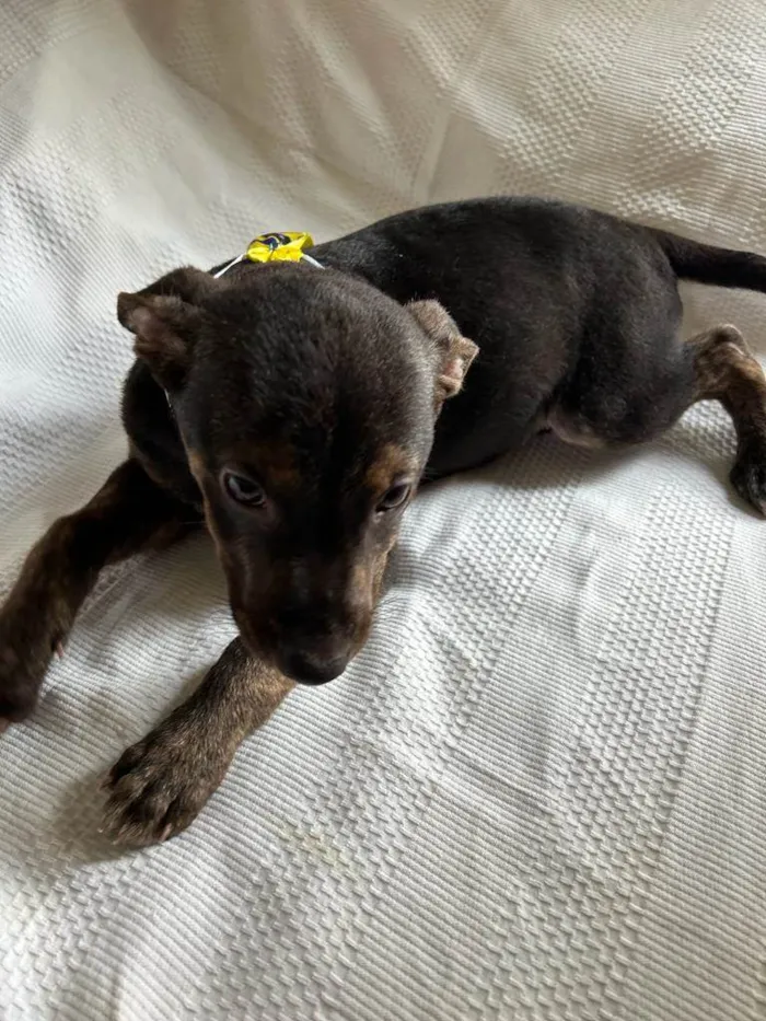 Cachorro ra a SRD idade 2 a 6 meses nome Filhotes com 2 meses