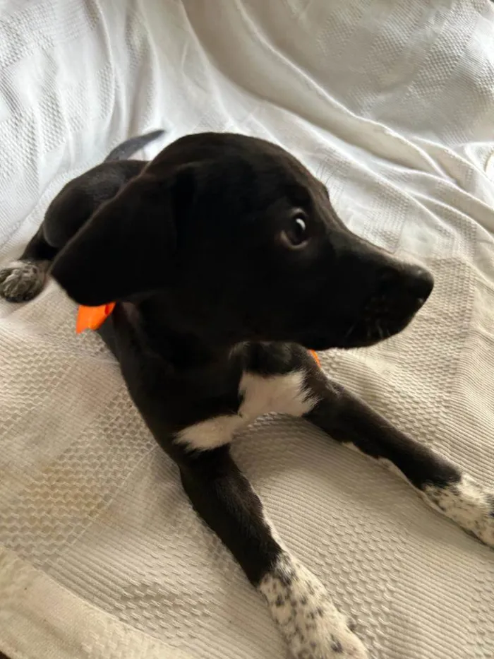 Cachorro ra a SRD idade 2 a 6 meses nome Filhotes com 2 meses