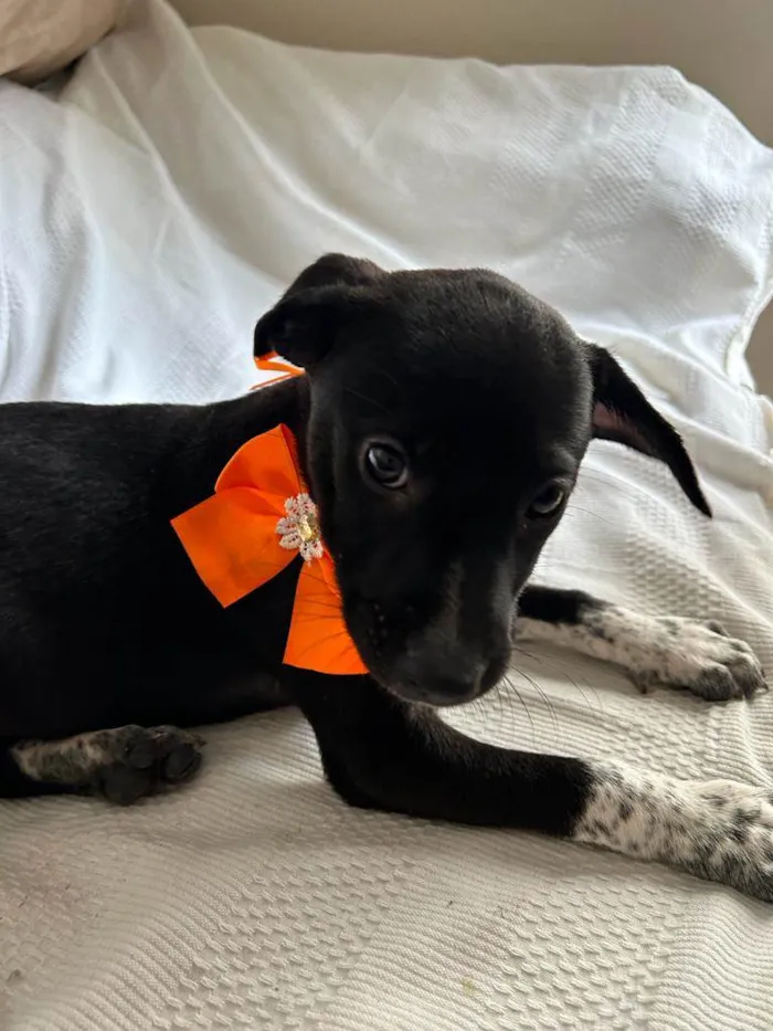 Cachorro ra a SRD idade 2 a 6 meses nome Filhotes com 2 meses
