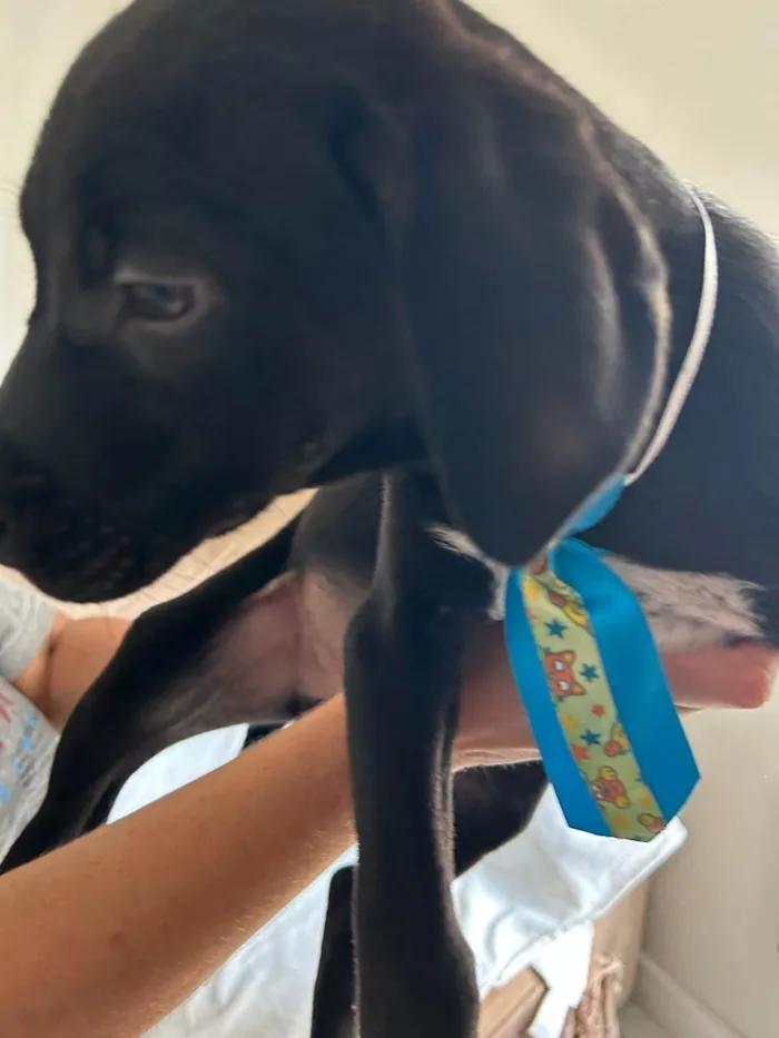 Cachorro ra a SRD idade 2 a 6 meses nome Filhotes com 2 meses