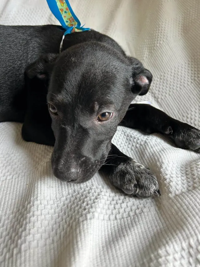 Cachorro ra a SRD idade 2 a 6 meses nome Filhotes com 2 meses