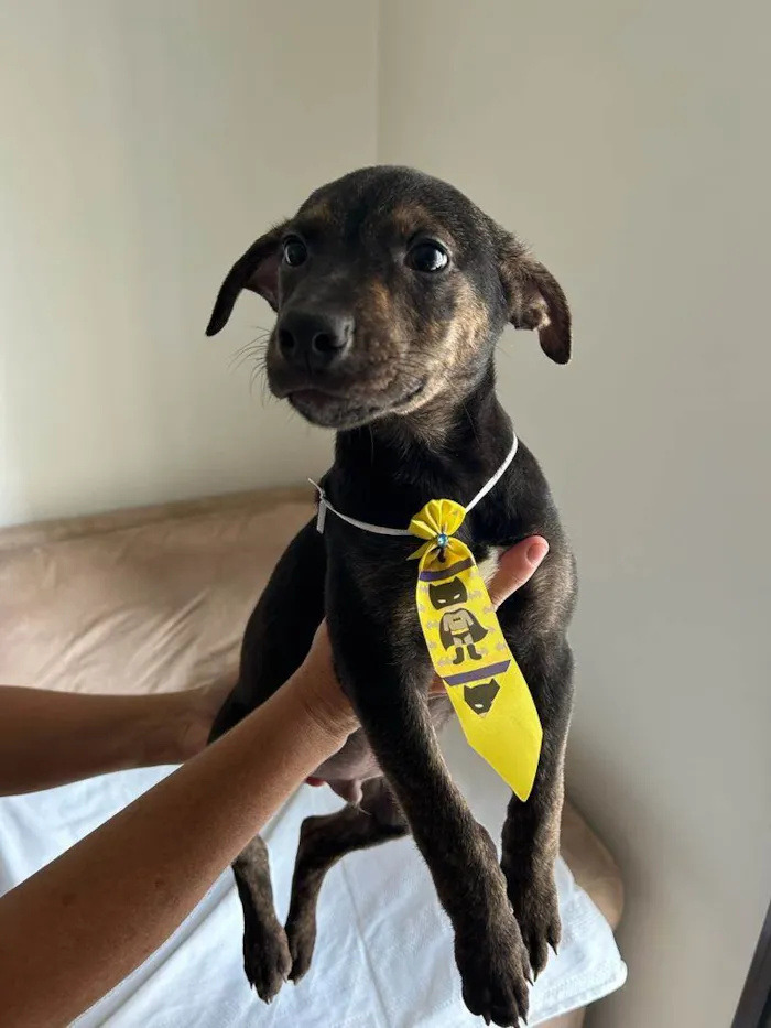 Cachorro ra a SRD idade 2 a 6 meses nome Filhotes com 2 meses