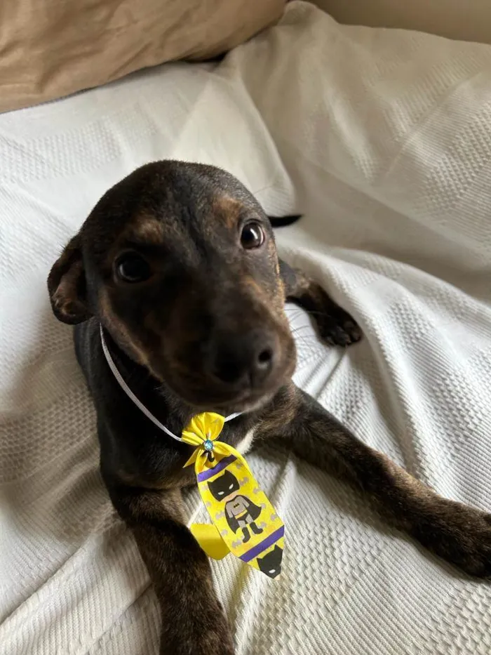 Cachorro ra a SRD idade 2 a 6 meses nome Filhotes com 2 meses