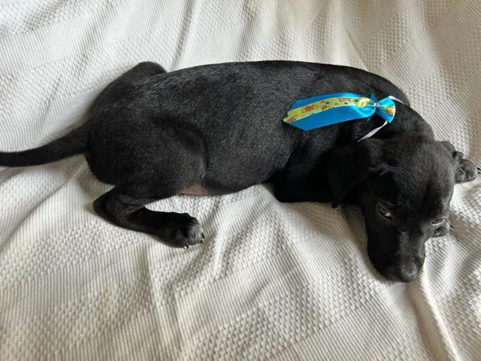 Cachorro ra a SRD idade 2 a 6 meses nome Filhotes com 2 meses