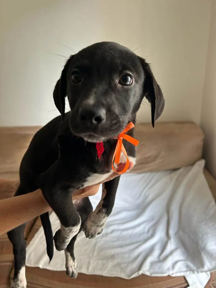 Cachorro ra a SRD idade 2 a 6 meses nome Filhotes com 2 meses