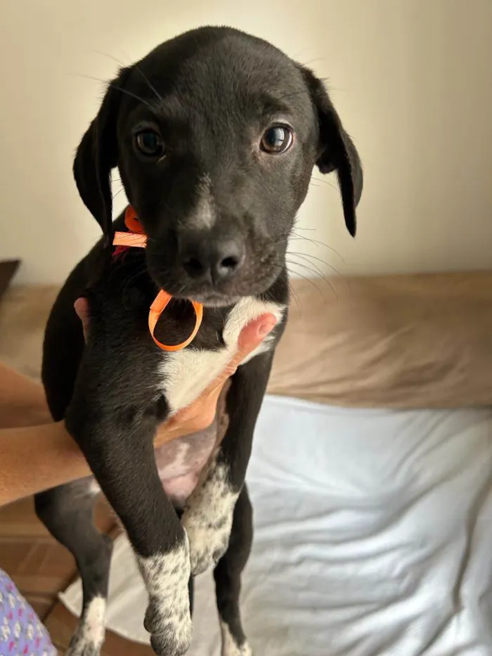 Cachorro ra a SRD idade 2 a 6 meses nome Filhotes com 2 meses