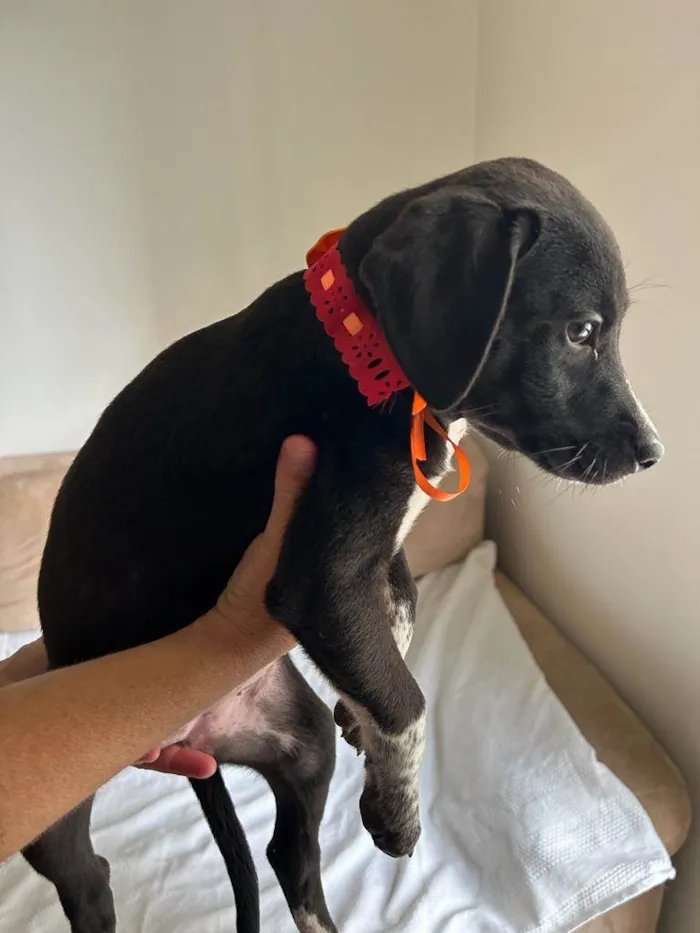 Cachorro ra a SRD idade 2 a 6 meses nome Filhotes com 2 meses