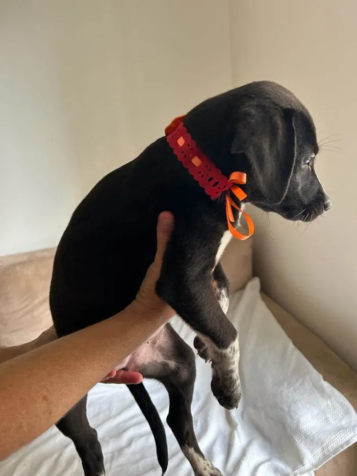 Cachorro ra a SRD idade 2 a 6 meses nome Filhotes com 2 meses