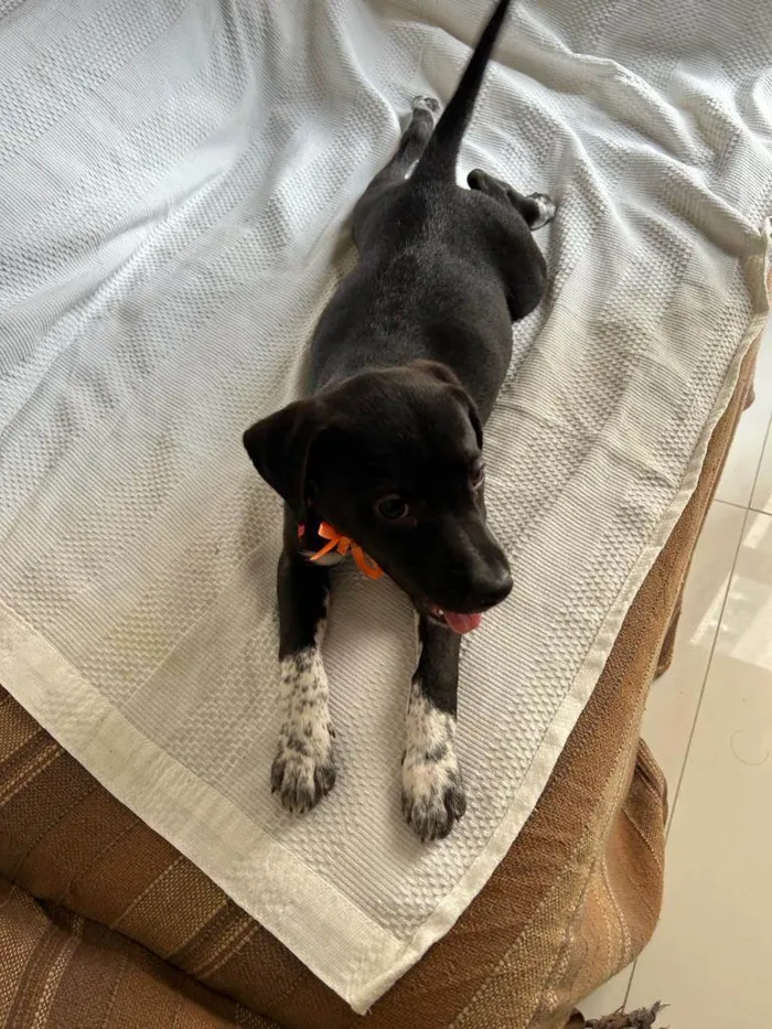 Cachorro ra a SRD idade 2 a 6 meses nome Filhotes com 2 meses