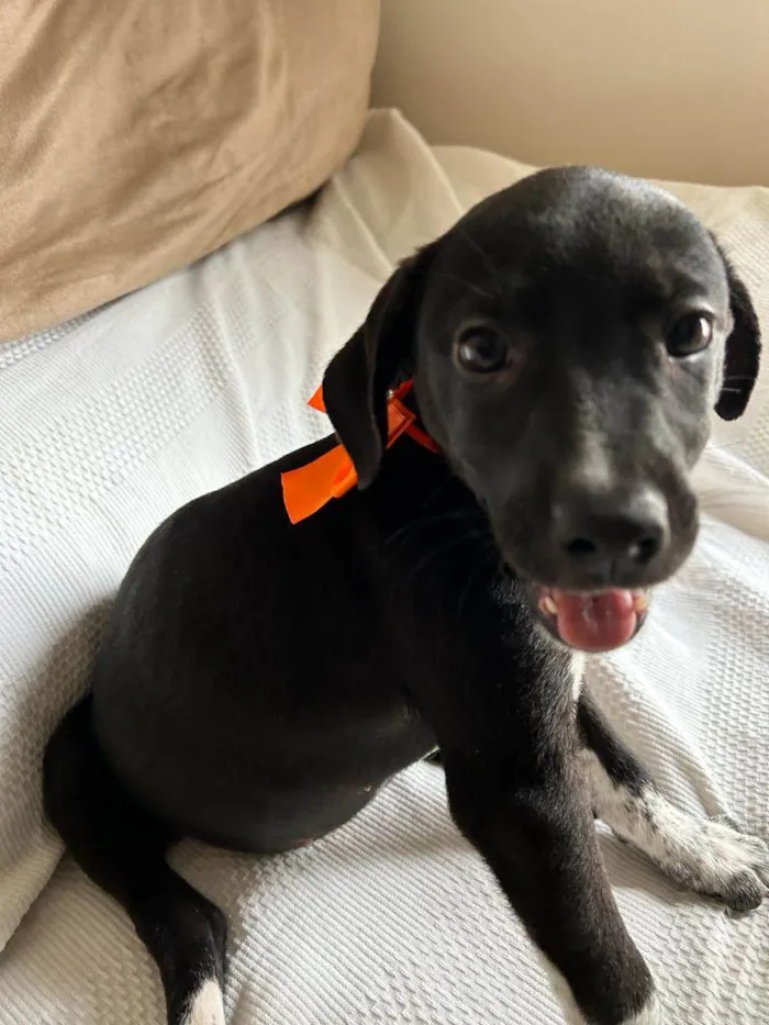 Cachorro ra a SRD idade 2 a 6 meses nome Filhotes com 2 meses