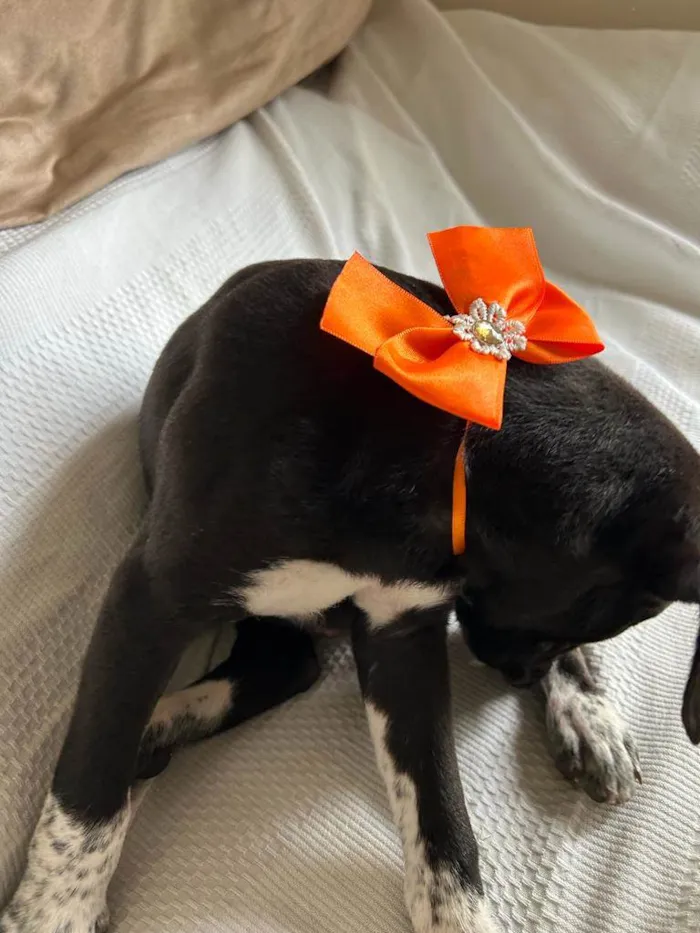 Cachorro ra a SRD idade 2 a 6 meses nome Filhotes com 2 meses