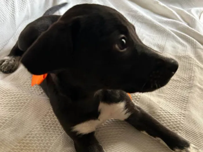 Cachorro ra a SRD idade 2 a 6 meses nome Filhotes com 2 meses