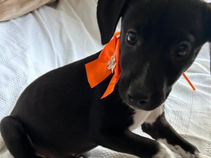 Cachorro ra a SRD idade 2 a 6 meses nome Filhotes com 2 meses