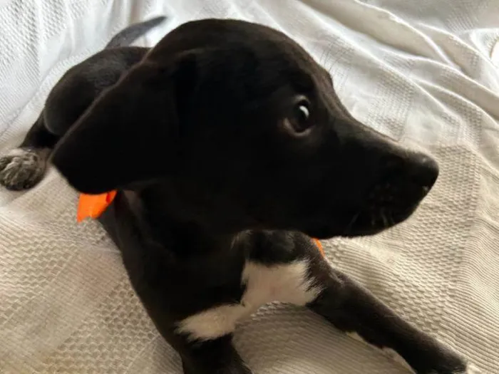 Cachorro ra a SRD idade 2 a 6 meses nome Filhotes com 2 meses