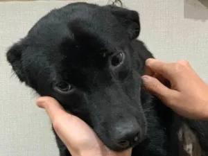 Cachorro raça SRD-ViraLata idade 1 ano nome URSO