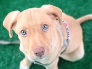 Cachorro raça SRD-ViraLata idade 2 a 6 meses nome Ted