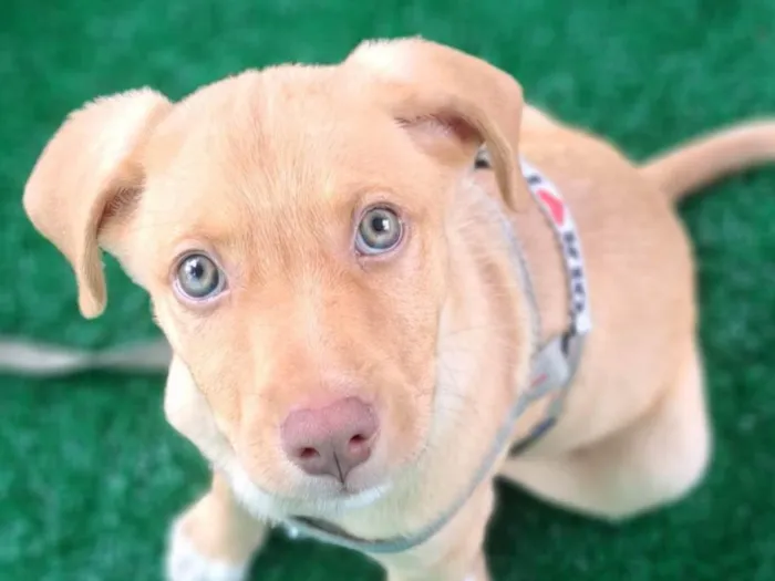 Cachorro ra a SRD-ViraLata idade 2 a 6 meses nome Ted