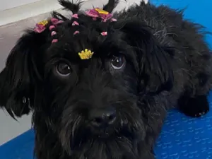 Cachorro raça Poodle toy  idade 1 ano nome Princesa