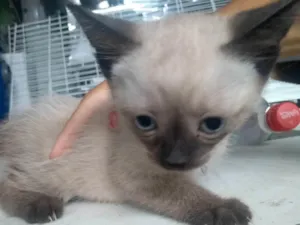 Gato raça SRD-ViraLata idade 2 a 6 meses nome Mia
