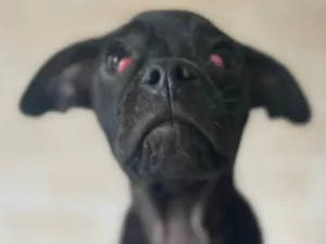 Cachorro raça SRD-ViraLata idade 2 a 6 meses nome Sem nome