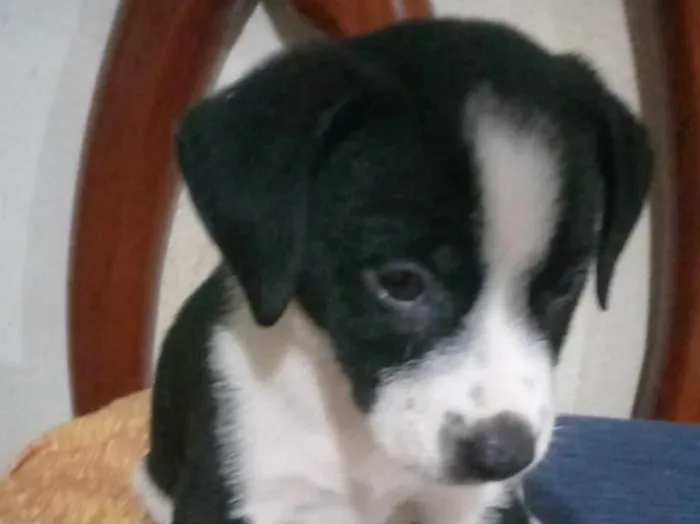 Cachorro ra a SRD idade 7 a 11 meses nome Snoopy, Buddy e Bless