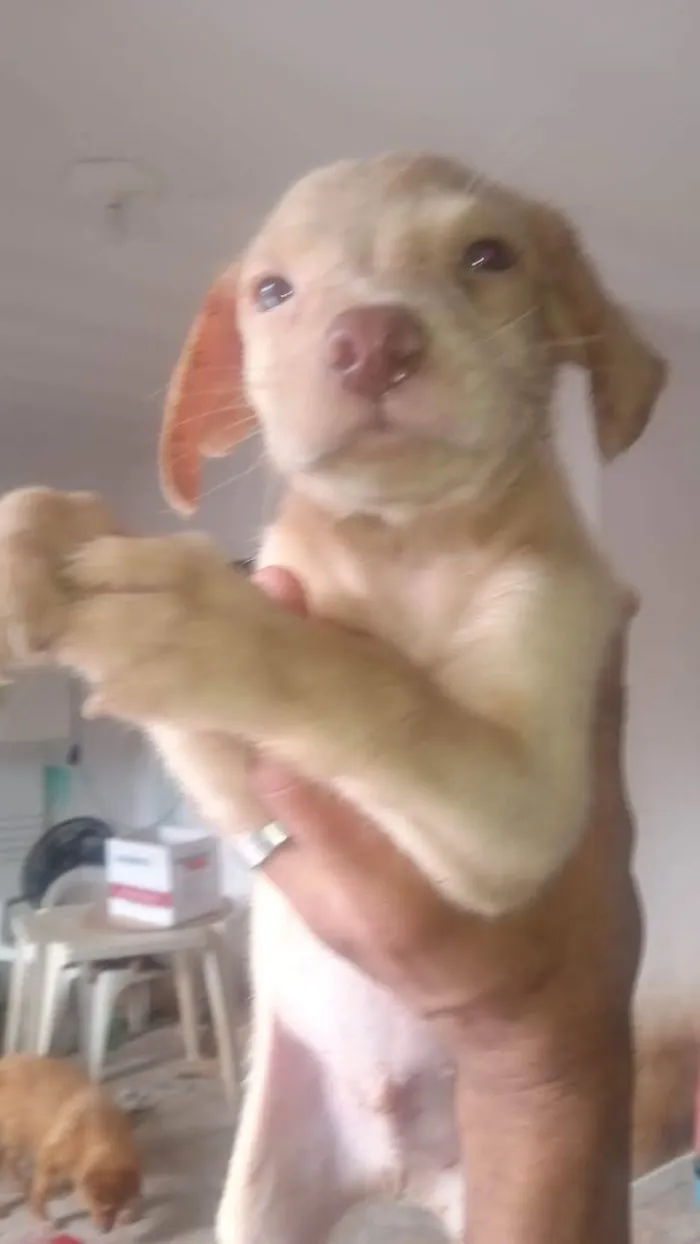Cachorro ra a SRD-ViraLata idade 2 a 6 meses nome Boy's 2 men