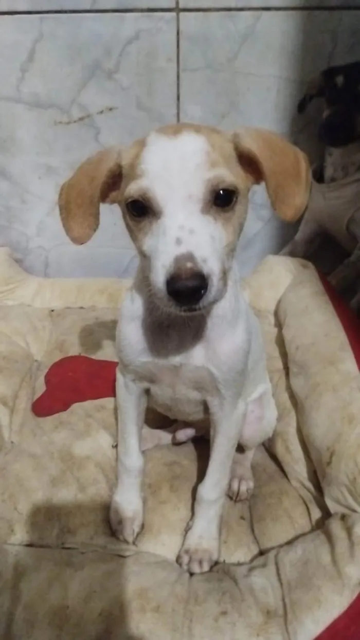 Cachorro ra a SRD-ViraLata idade 2 a 6 meses nome Boy's 2 men