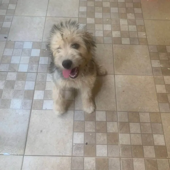 Cachorro ra a SRD-ViraLata idade 2 a 6 meses nome Layca