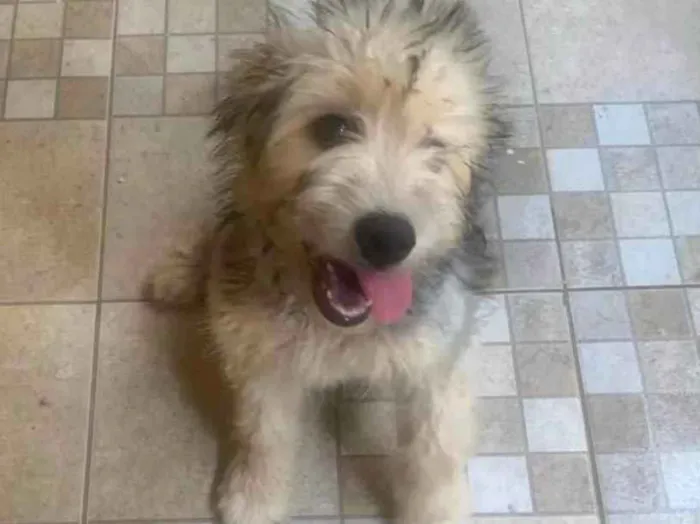 Cachorro ra a SRD-ViraLata idade 2 a 6 meses nome Layca