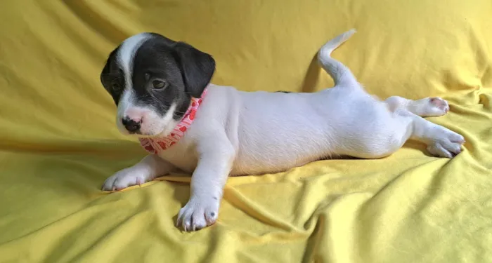 Cachorro ra a SRD-ViraLata idade 2 a 6 meses nome Alice