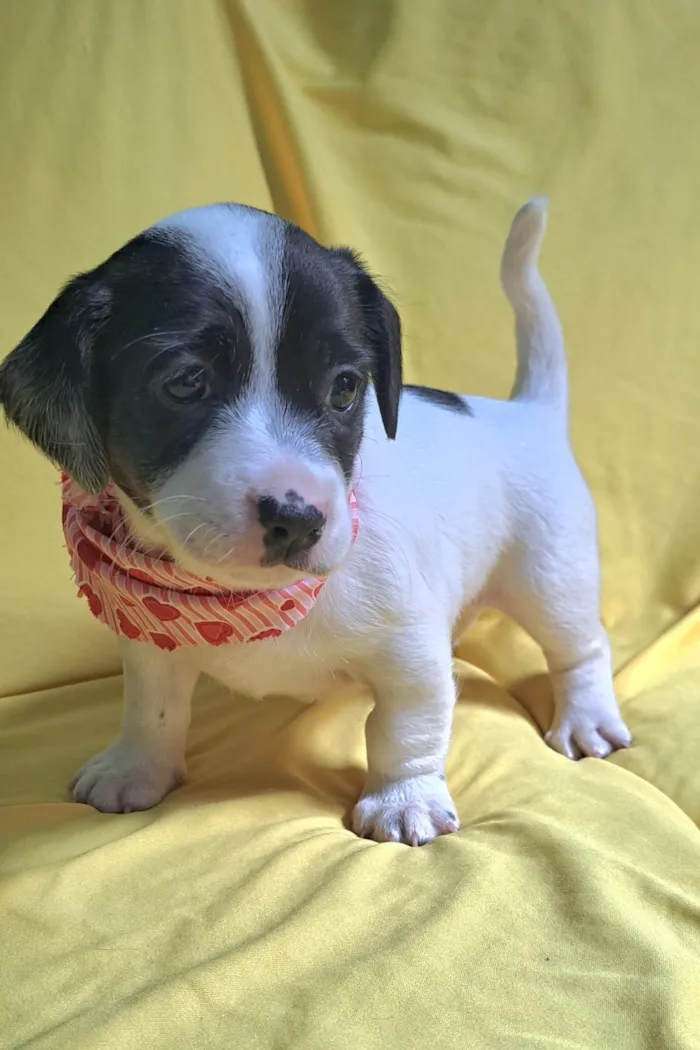 Cachorro ra a SRD-ViraLata idade 2 a 6 meses nome Alice